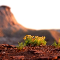 Copper-Morning Large Format Film Photography by Dean Ward