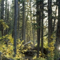 Forest-Path Large Format Film Photography by Dean Ward