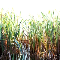 Reeds Large Format Film Photography by Dean Ward