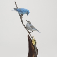 Red Deer Artist photos